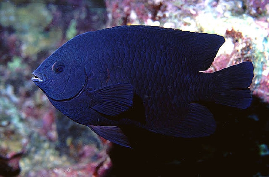  Neoglyphidodon melas (Black Damselfish, Bowtie Damselfish)